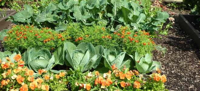 Как начать огород?