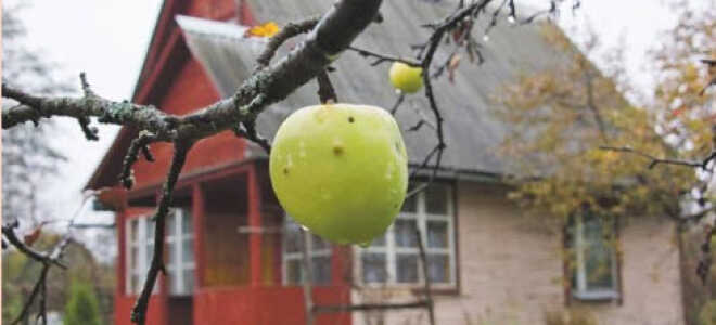 Что нужно осеннему садоводу. 7 приспособлений, облегчающих осенние работы по дому.