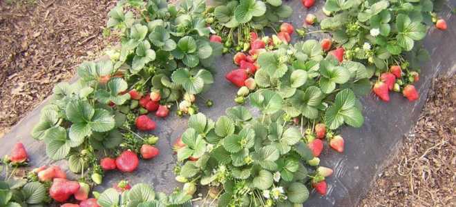 Как вырастить клубнику в саду?