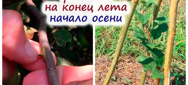 Календарь садово-огородных работ на конец лета.