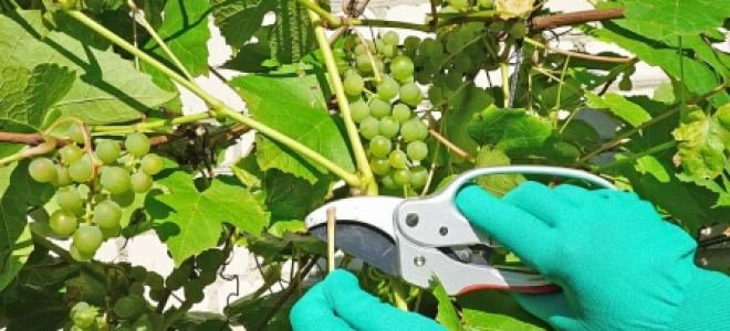 Секреты ухода за виноградом летом