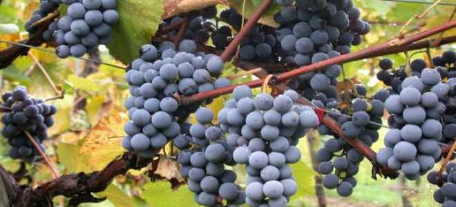 Сорта винограда из Америки