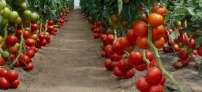 Томат Бобкат: отзывы, фото, урожайность, описание и характеристика