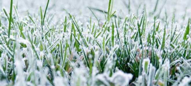 Подготовка газона к зиме