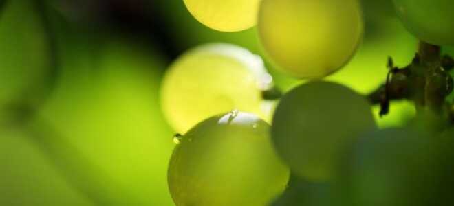 Выращивание винограда Ритон