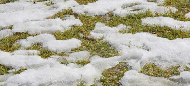 Газон после зимы – предвесенний уход