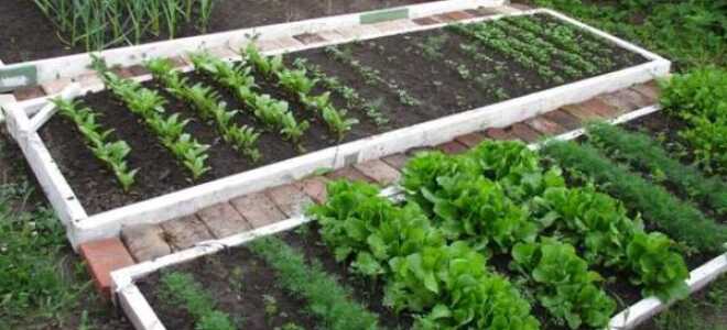 Огород для ленивых