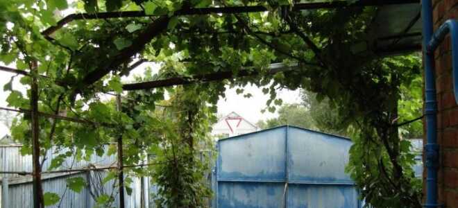 Возведение навеса для винограда своими руками