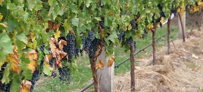 Особенности подвязки винограда весной