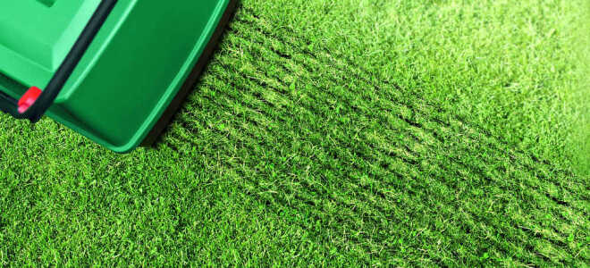 Скарификация газона. Зачем и как скарифицировать траву?