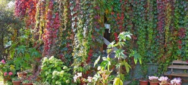 Выращивание Девичьего винограда