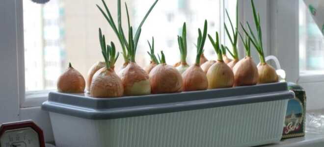 Как выращивать лук на подоконнике