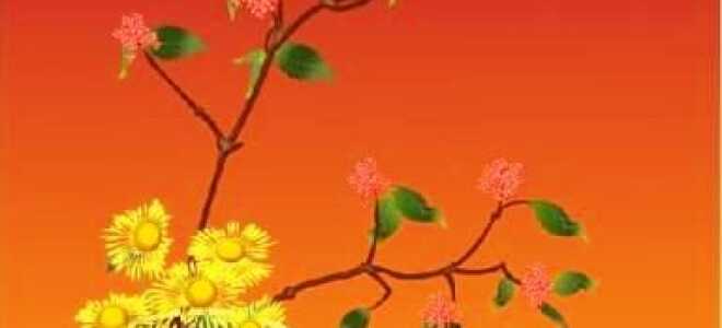 Сосуды и вазы для икебаны