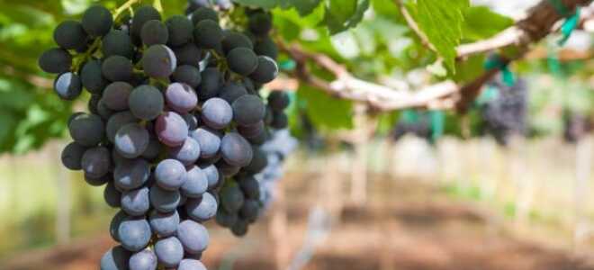 Виноград Цимлянский черный