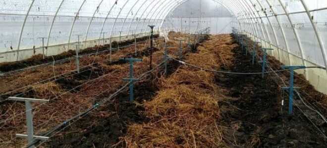 Правила выращивания винограда в теплице из поликарбоната