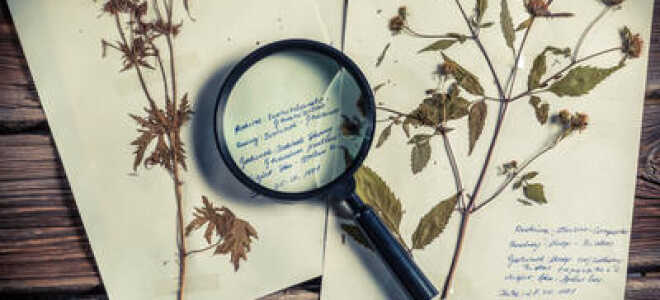 Домашний гербарий – как вырастить травы дома?