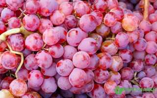 Особенности винограда без косточек