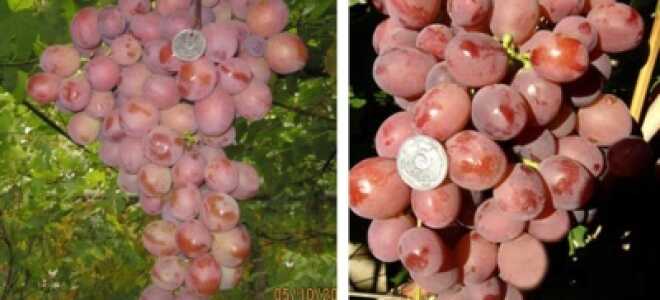 Описание винограда Дюжина