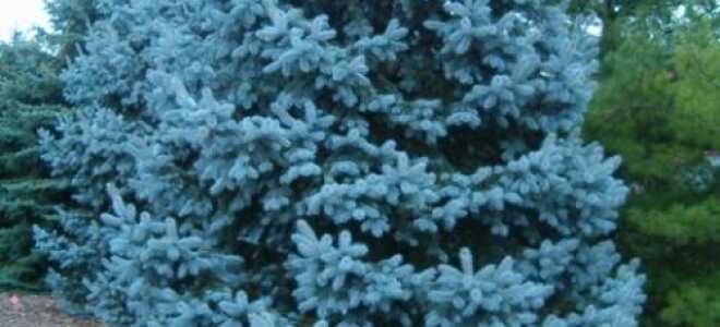 Пересадка елки в сад