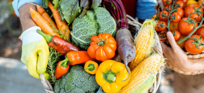 Ветки в саду – что делать с их избытком?