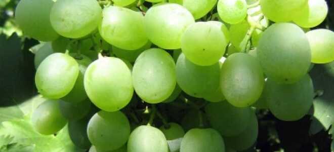 Характеристика винограда Белое Чудо