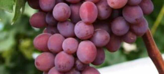 Основные свойства винограда Белый кишмиш