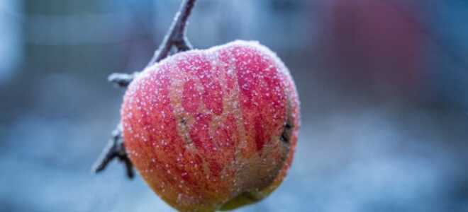 Как правильно защитить кустарники и декоративные растения от приближающихся заморозков?