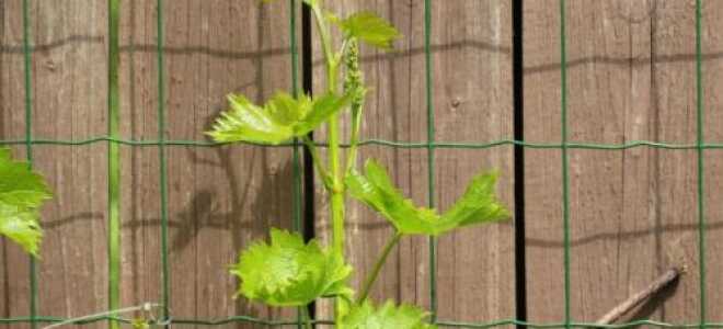 Отсутствие цветения и плодов у винограда