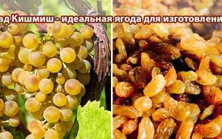Описание сортов винограда кишмиш