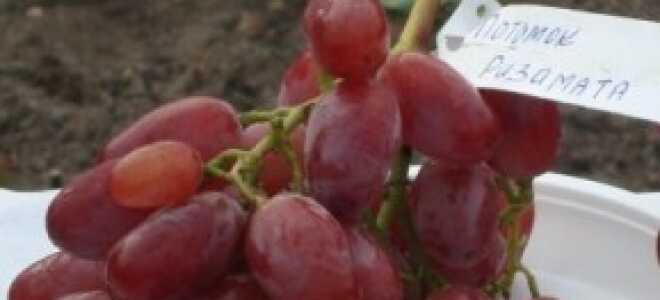 Выращивание винограда Потомок Ризамата