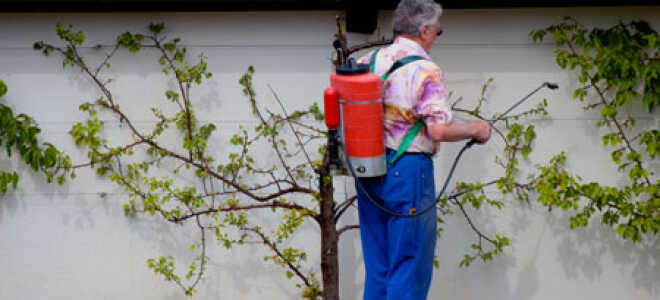 Опрыскивание в саду – чем и когда лучше всего заниматься?