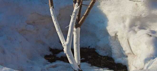 Отбеливание плодовых деревьев