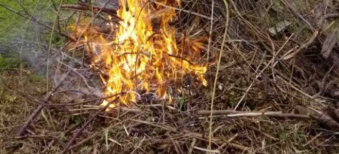 Что делать с большим количеством веток в саду?