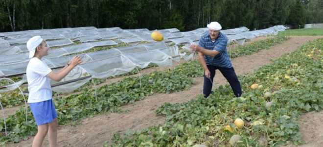 Всё о выращивании дыни в Подмосковье – выбор сорта и отзывы