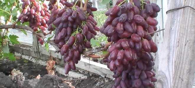 Выращивание винограда Ризамат