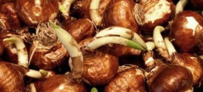 Путеводитель по луковицам, бутонам и цветам