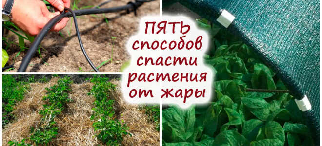 5 эффективных способов защитить растения от жары