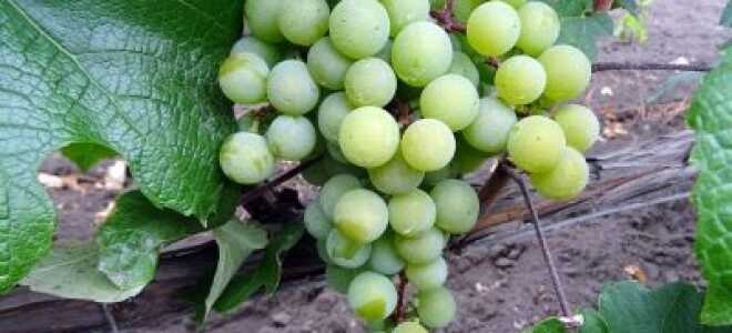 Характеристика винограда Супага