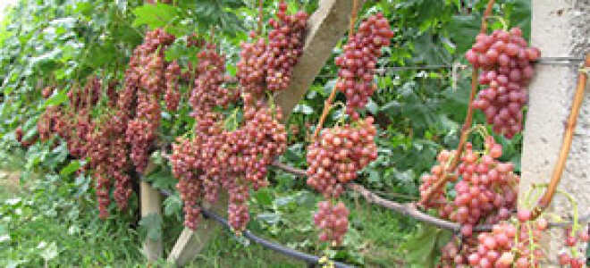 Как ухаживать за Дальневосточным кишмишем