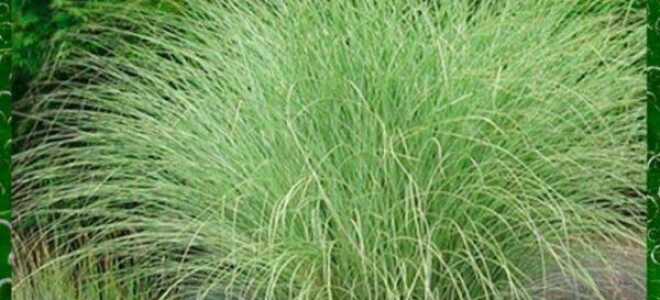 Виды трав для сада и не только