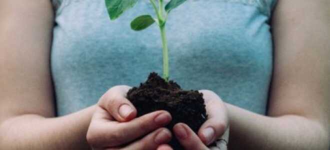 3 обработки, которые вернут почву в идеальное состояние после зимы