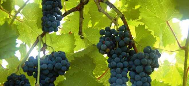 Московский безукрывной виноград