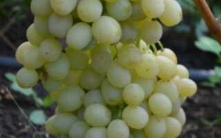 Как выращивать виноград Спонсор