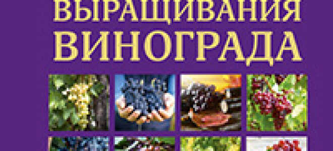 Особенности подкормки кустов винограда