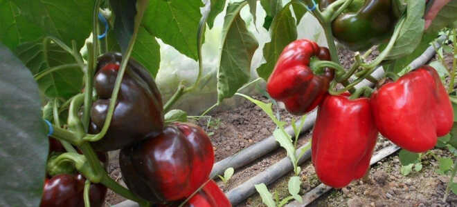 Перец в теплице – особенности выращивания