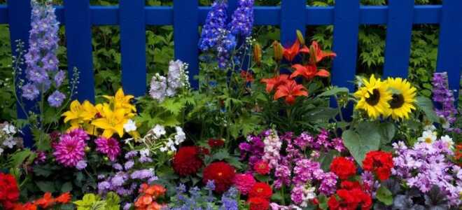 Какие растения посадить на даче?
