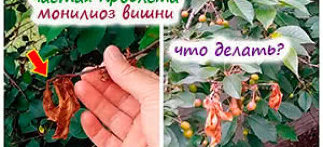 Фруктовые деревья в саду