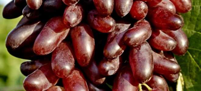 Виноград Карнавал