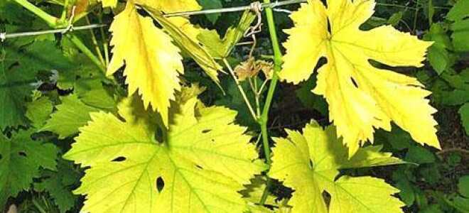 Почему у винограда светлые листья