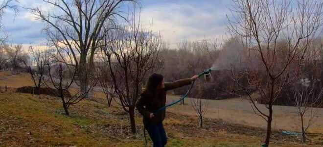 Опрыскивание плодовых деревьев осенью пошагово